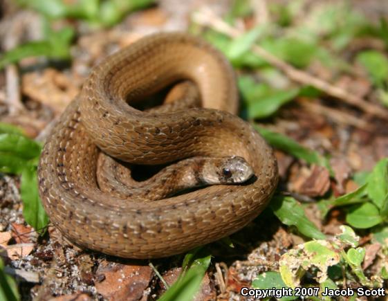 Florida Brownsnake (Storeria victa)