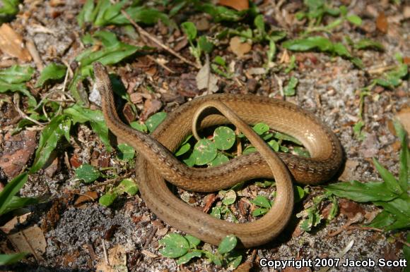 Florida Brownsnake (Storeria victa)