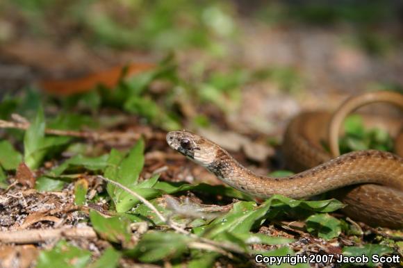 Florida Brownsnake (Storeria victa)