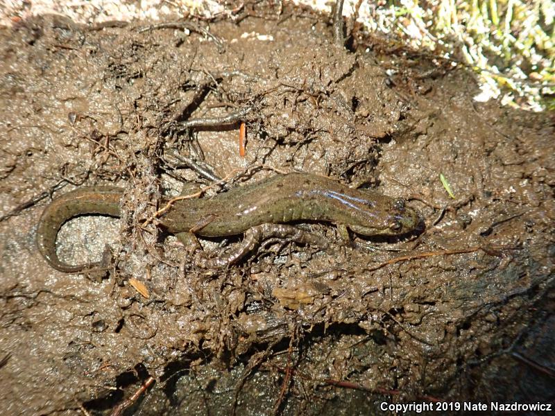 Northern Dusky Salamander (Desmognathus fuscus)