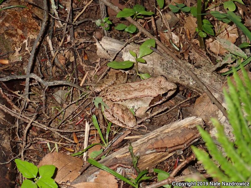 Wood Frog (Lithobates sylvaticus)