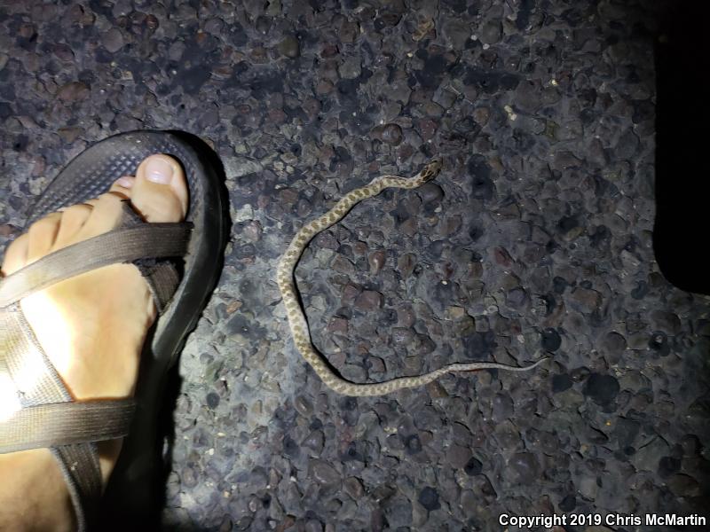 Texas Nightsnake (Hypsiglena jani texana)