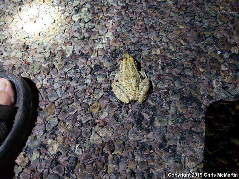 Rio Grande Leopard Frog (Lithobates berlandieri)