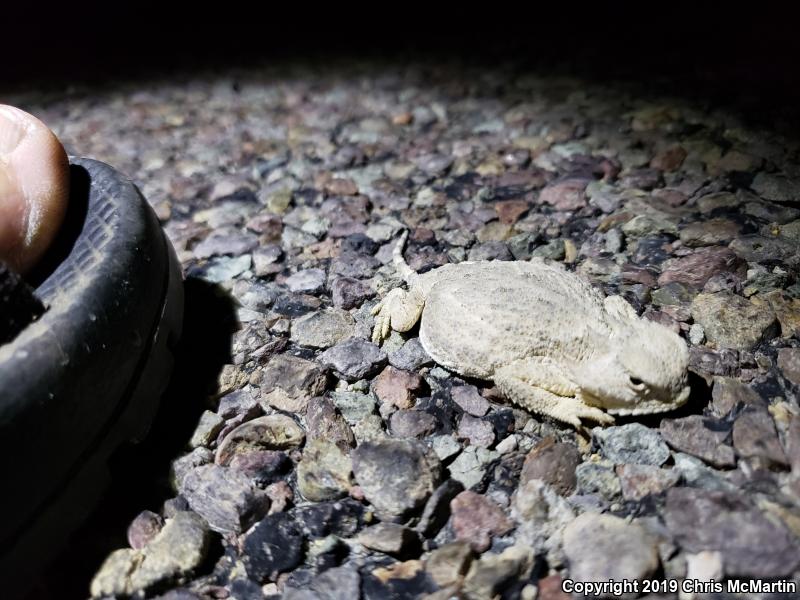 Round-tailed Horned Lizard (Phrynosoma modestum)