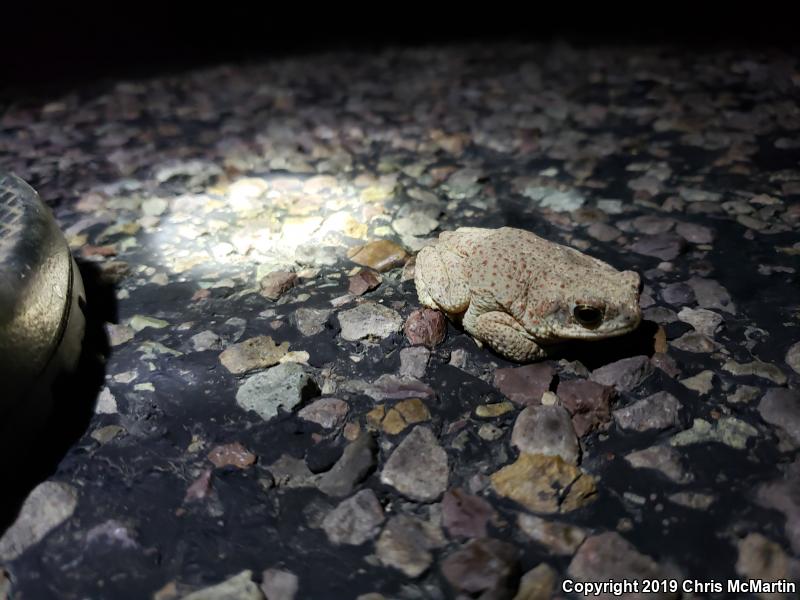 Red-spotted Toad (Anaxyrus punctatus)