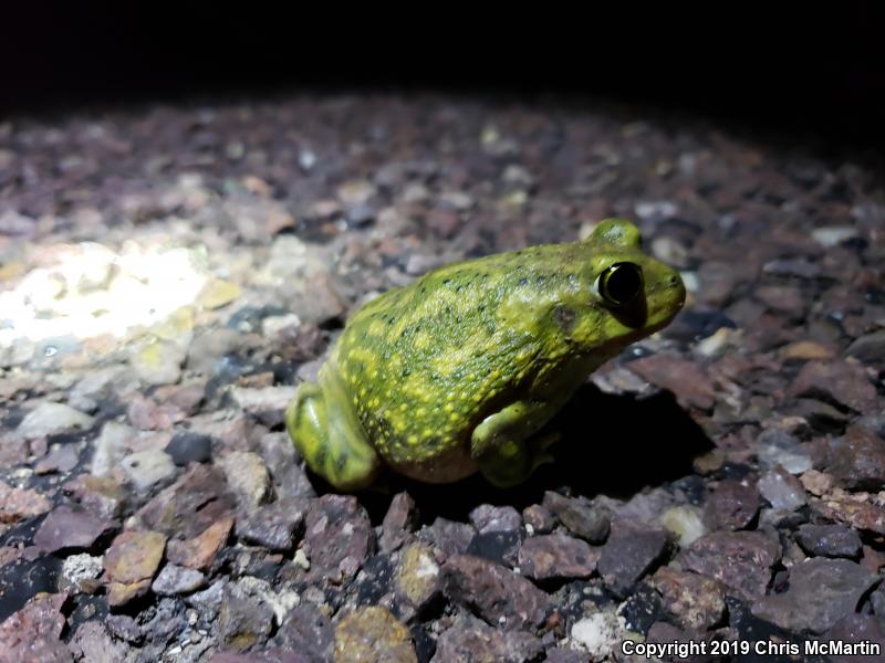 Couch's Spadefoot (Scaphiopus couchii)