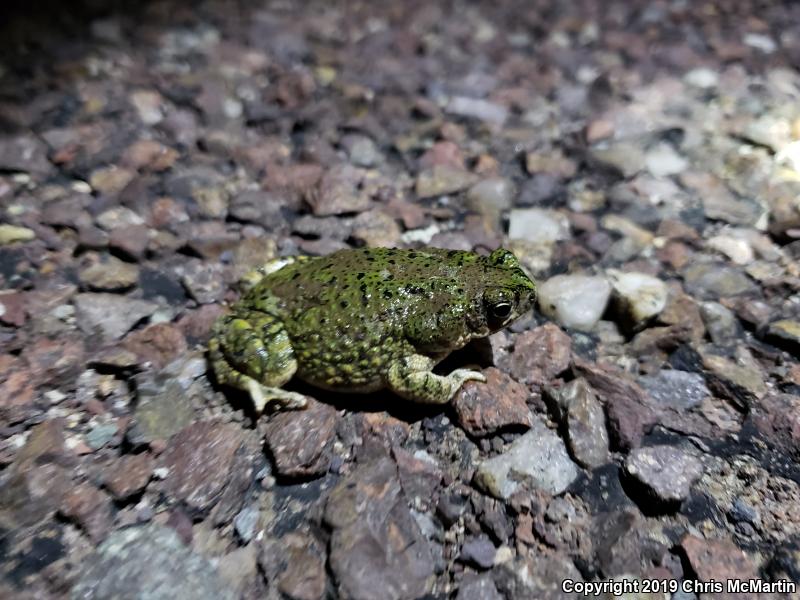 Eastern Green Toad (Anaxyrus debilis debilis)