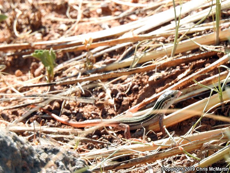 Common Spotted Whiptail (Aspidoscelis gularis)