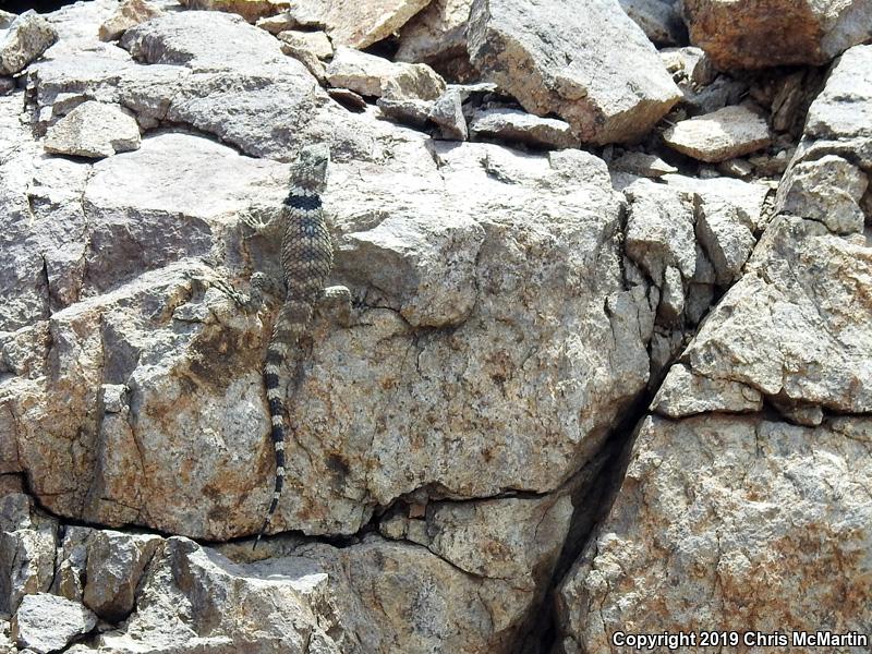 Texas Crevice Spiny Lizard (Sceloporus poinsettii axtelli)