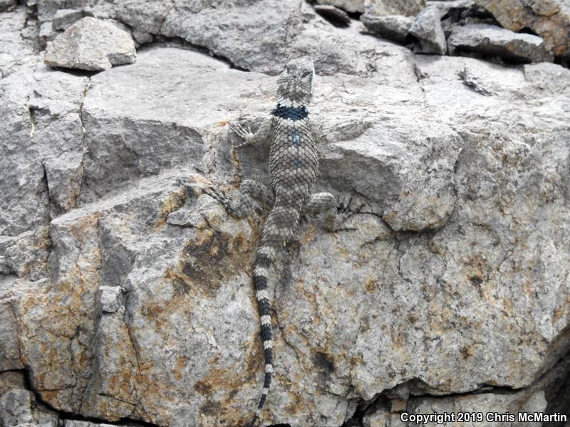 Texas Crevice Spiny Lizard (Sceloporus poinsettii axtelli)