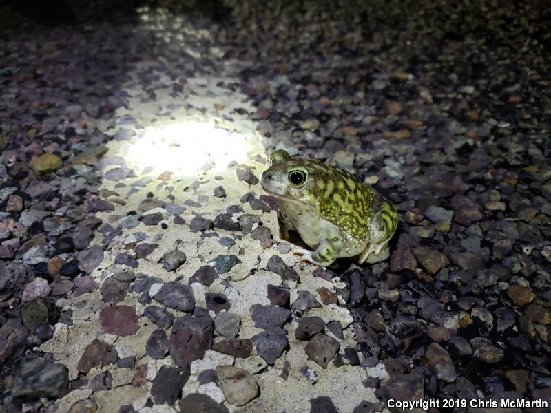 Couch's Spadefoot (Scaphiopus couchii)