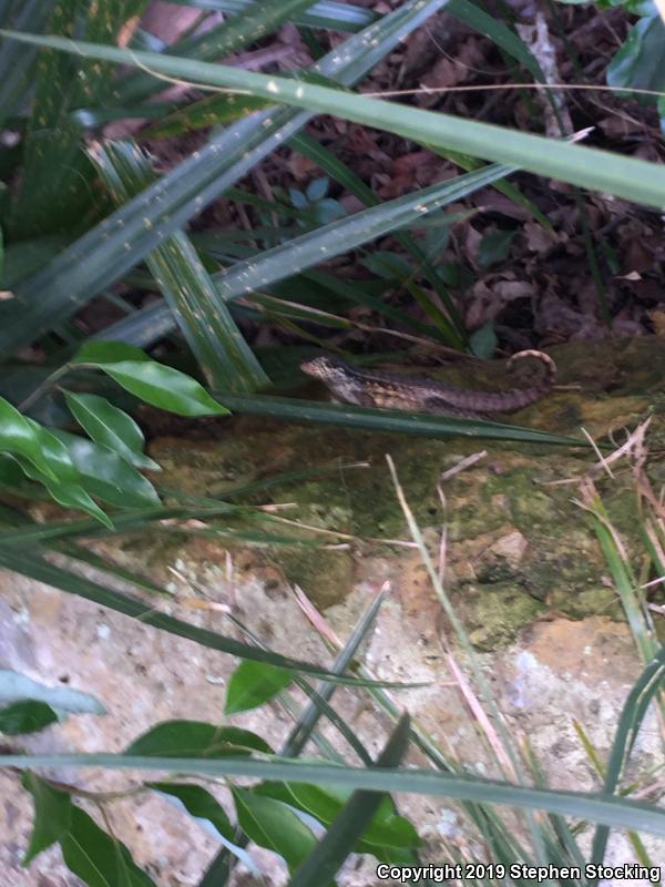 Northern Curly-tailed Lizard (Leiocephalus carinatus)