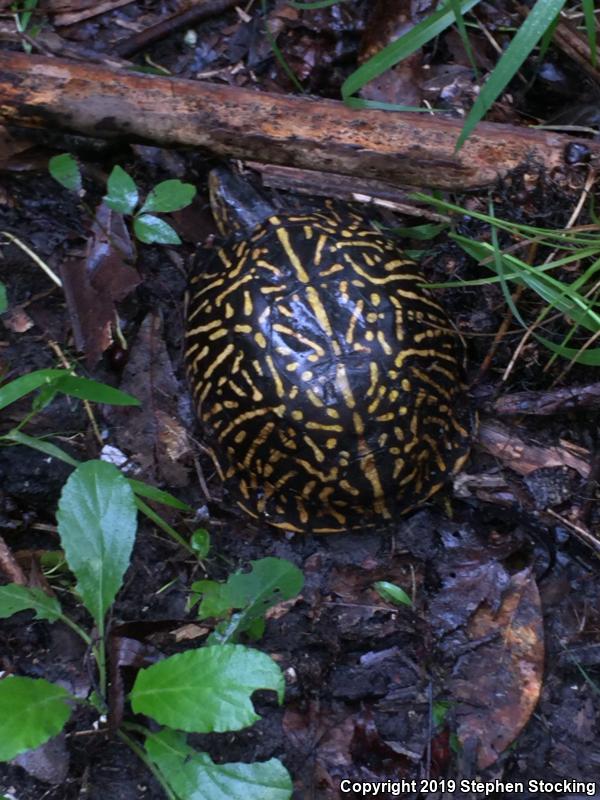 Florida Box Turtle (Terrapene carolina bauri)