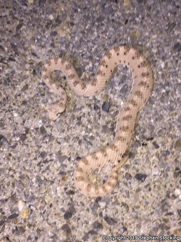 Mojave Desert Sidewinder (Crotalus cerastes cerastes)