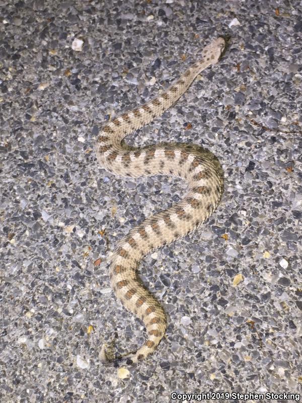 Mojave Desert Sidewinder (Crotalus cerastes cerastes)