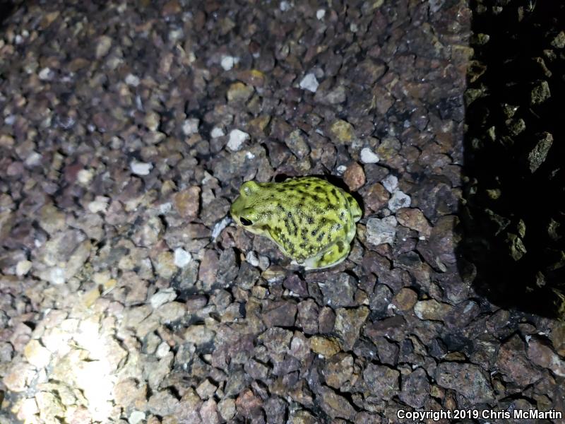 Couch's Spadefoot (Scaphiopus couchii)