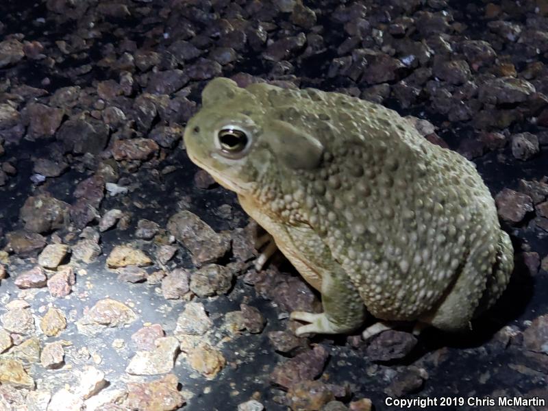 Texas Toad (Anaxyrus speciosus)