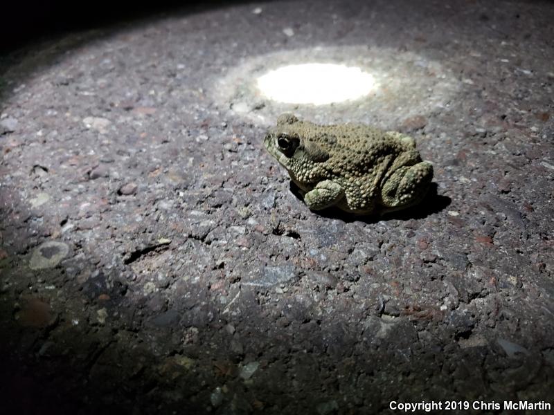 Texas Toad (Anaxyrus speciosus)