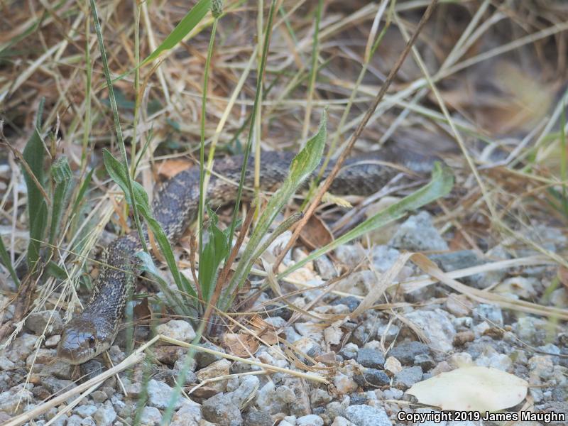 Pacific Gopher Snake (Pituophis catenifer catenifer)