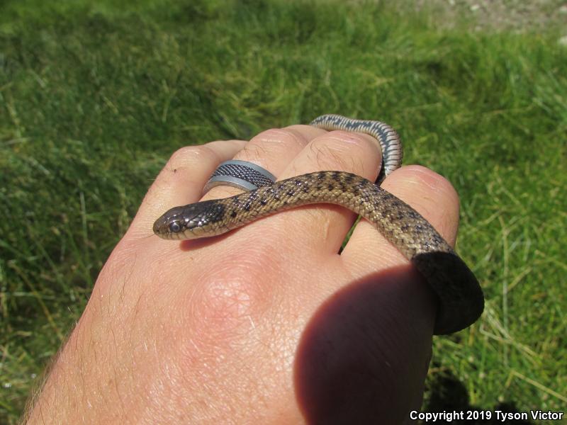 Wandering Gartersnake (Thamnophis elegans vagrans)