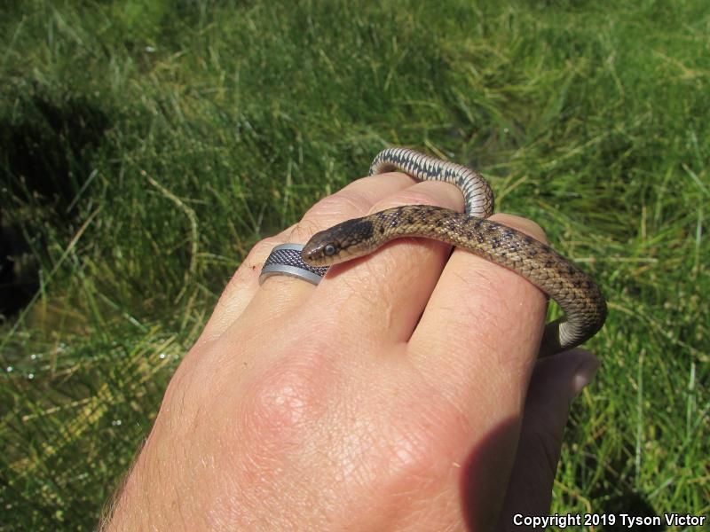 Wandering Gartersnake (Thamnophis elegans vagrans)