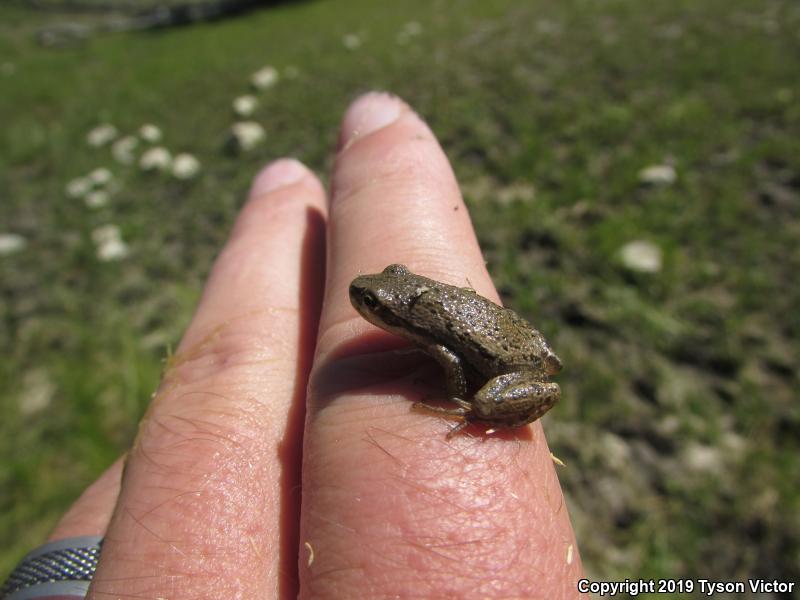 Boreal Chorus Frog (Pseudacris maculata)