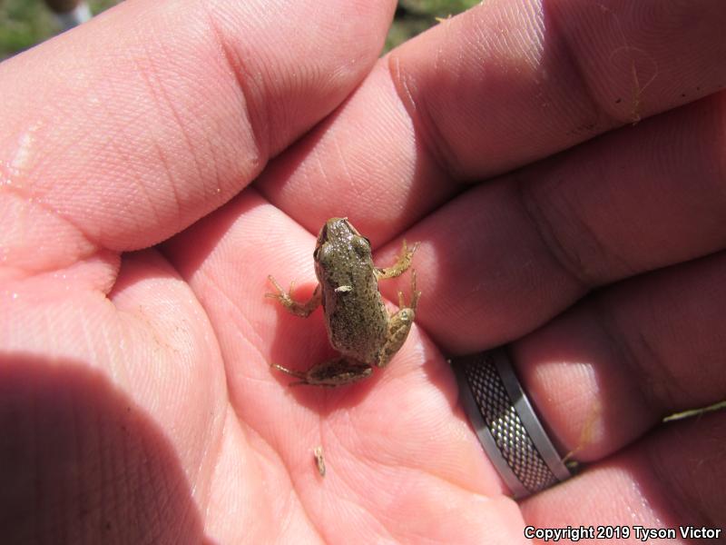 Boreal Chorus Frog (Pseudacris maculata)