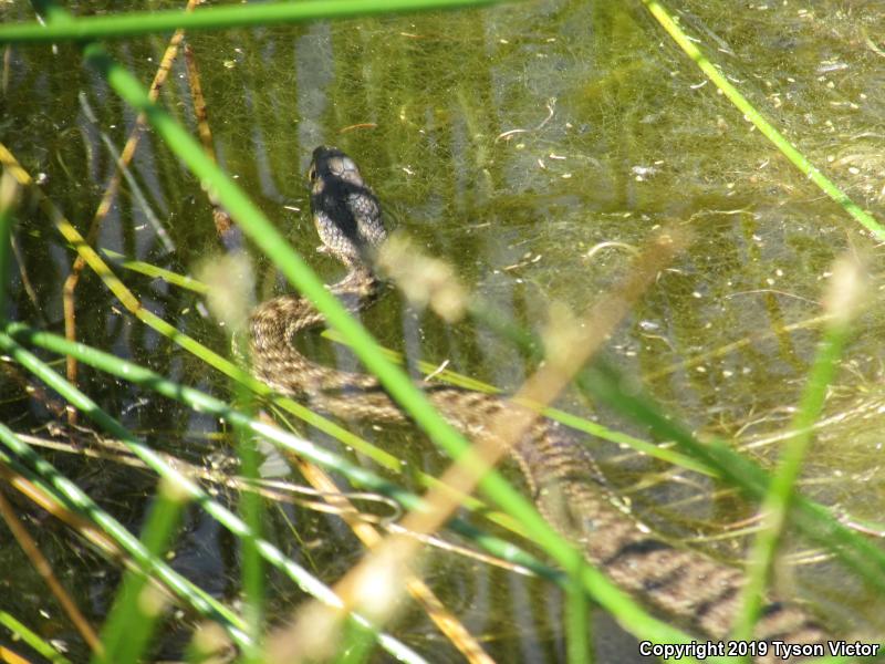 Wandering Gartersnake (Thamnophis elegans vagrans)