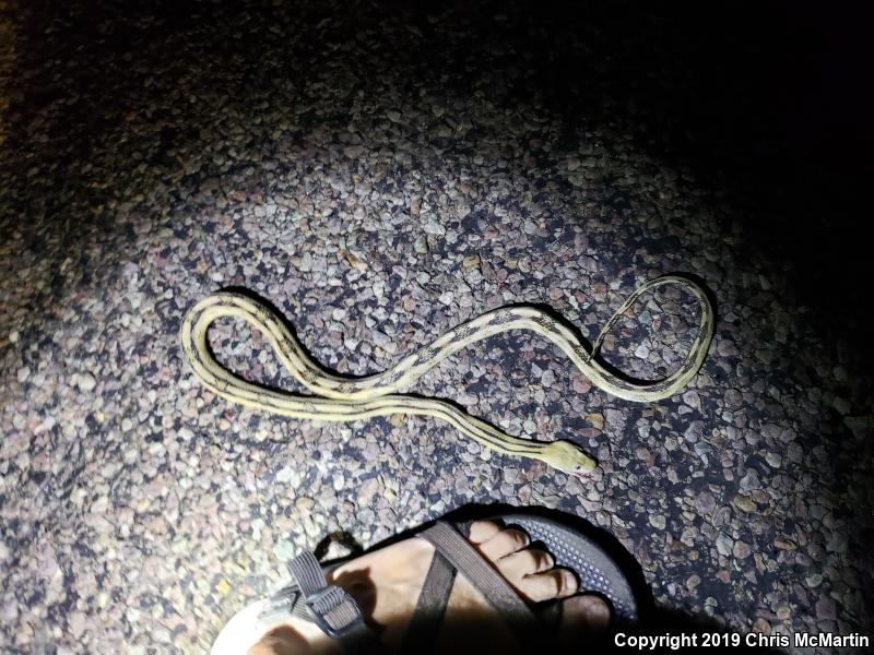 Northern Trans-Pecos Rat Snake (Bogertophis subocularis subocularis)