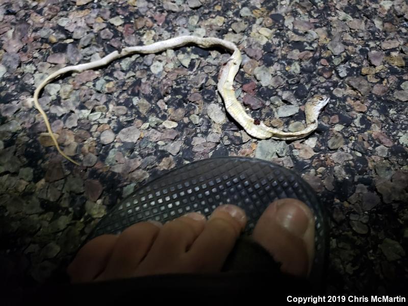 Western Coachwhip (Coluber flagellum testaceus)