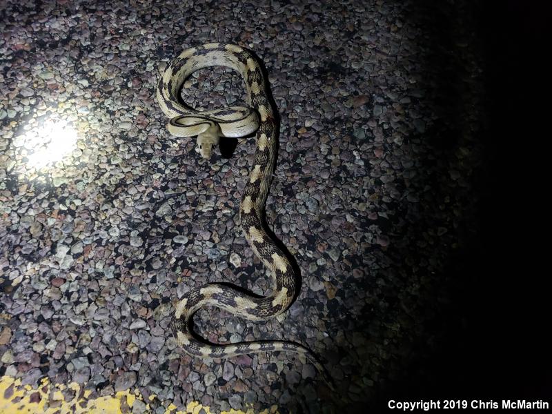 Northern Trans-Pecos Rat Snake (Bogertophis subocularis subocularis)