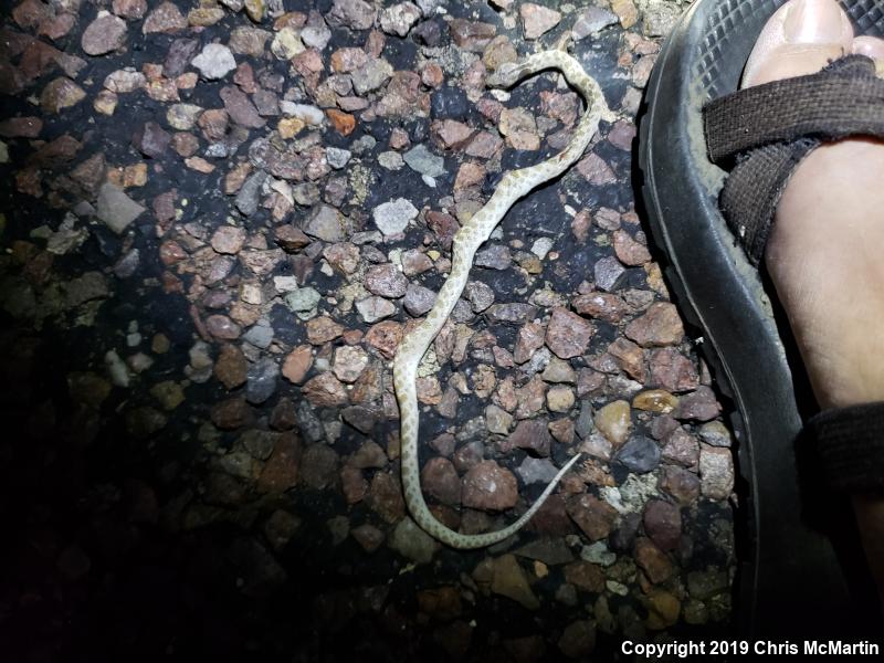 Texas Nightsnake (Hypsiglena jani texana)