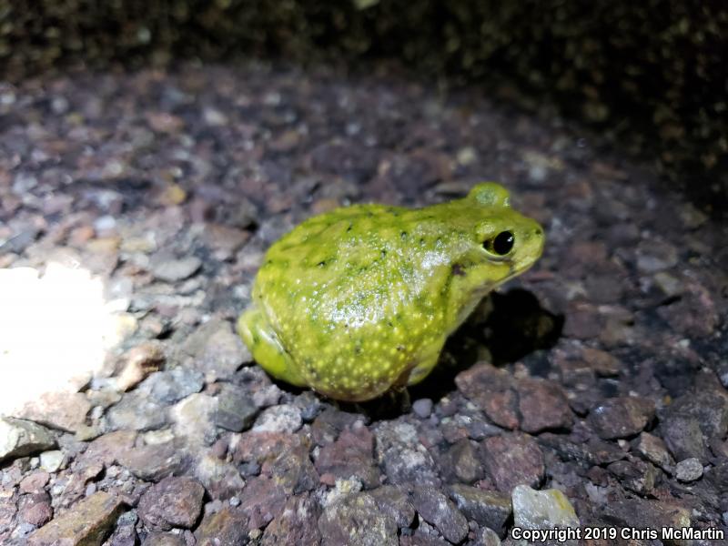 Couch's Spadefoot (Scaphiopus couchii)