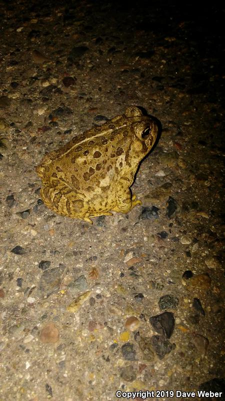 Woodhouse's Toad (Anaxyrus woodhousii woodhousii)