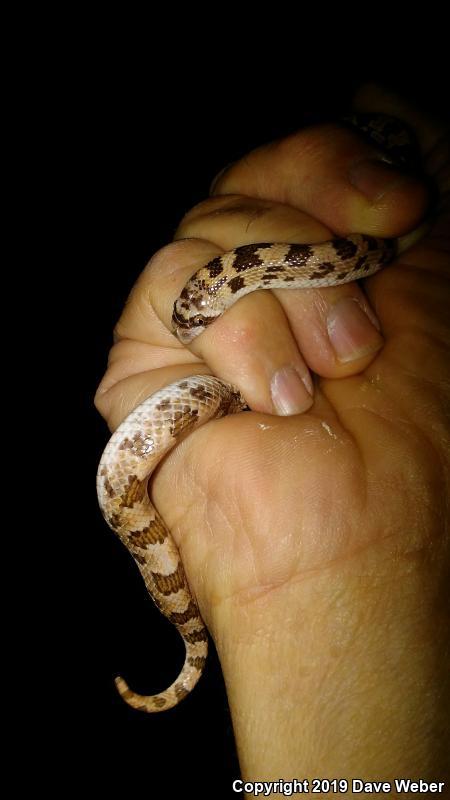 Spotted Leaf-nosed Snake (Phyllorhynchus decurtatus)