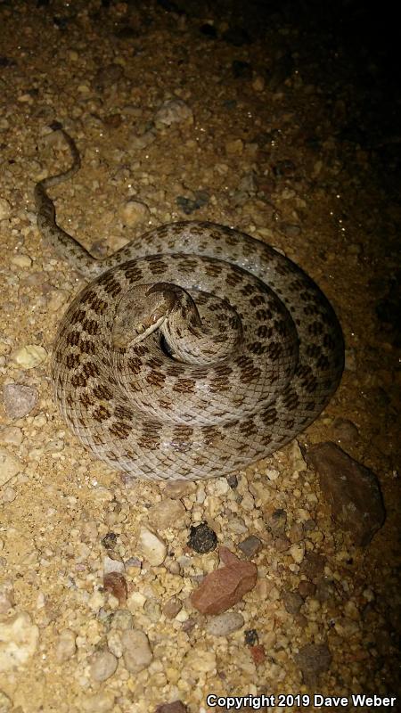 Desert Nightsnake (Hypsiglena chlorophaea)