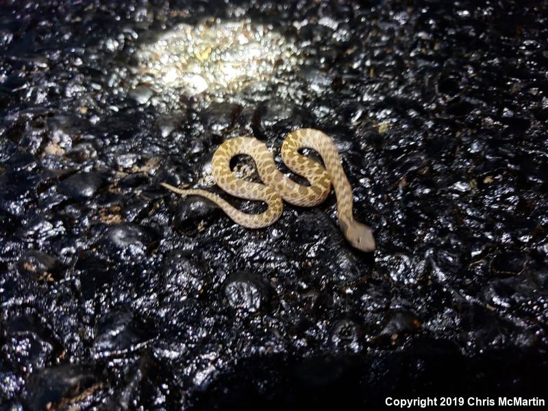 Texas Nightsnake (Hypsiglena jani texana)