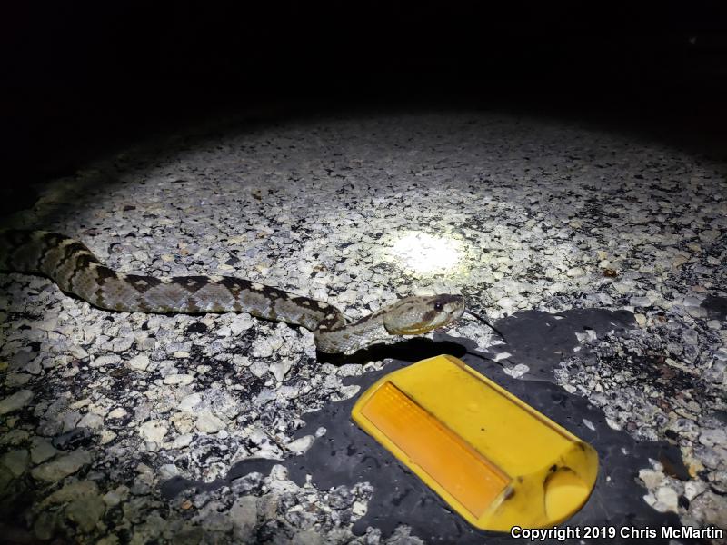 Northern Black-tailed Rattlesnake (Crotalus molossus molossus)