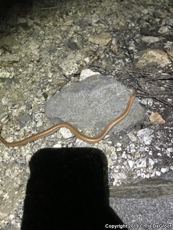 Coastal Rosy Boa (Lichanura trivirgata roseofusca)