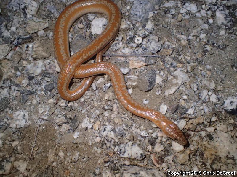 Coastal Rosy Boa (Lichanura trivirgata roseofusca)