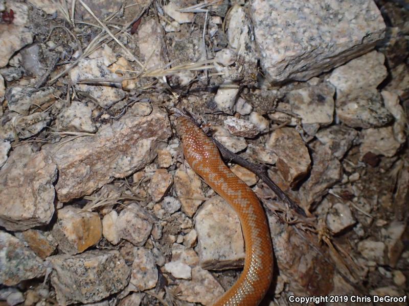 Coastal Rosy Boa (Lichanura trivirgata roseofusca)