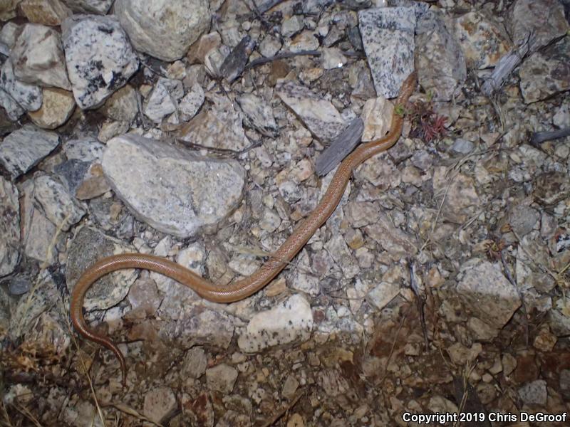 Coastal Rosy Boa (Lichanura trivirgata roseofusca)