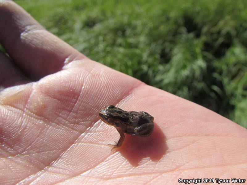 Boreal Chorus Frog (Pseudacris maculata)