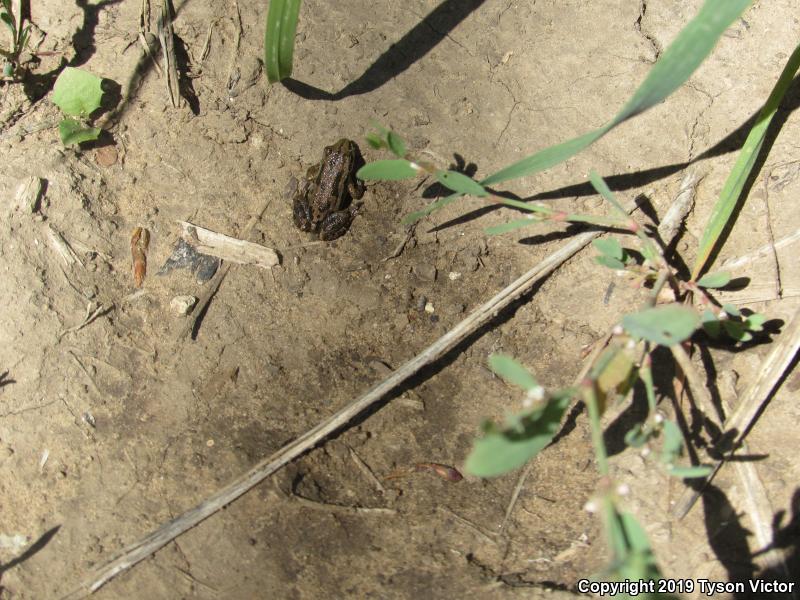 Boreal Chorus Frog (Pseudacris maculata)