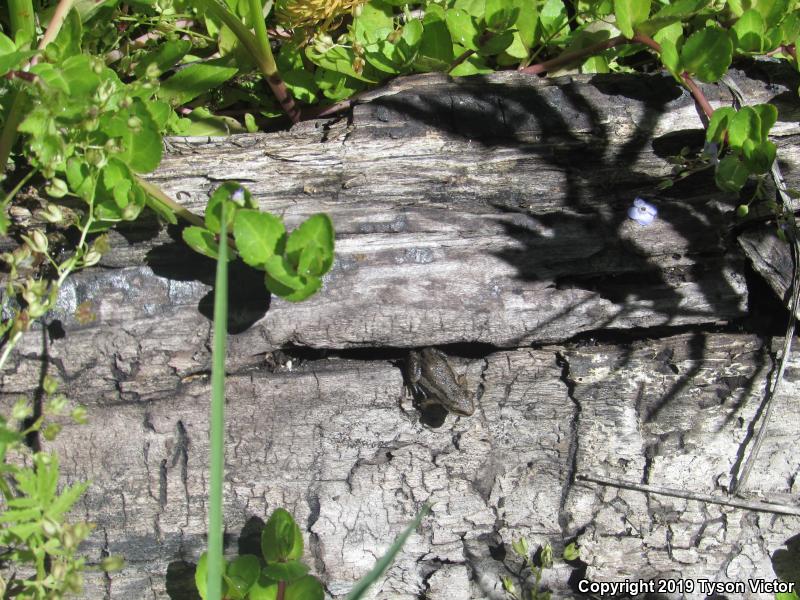 Boreal Chorus Frog (Pseudacris maculata)