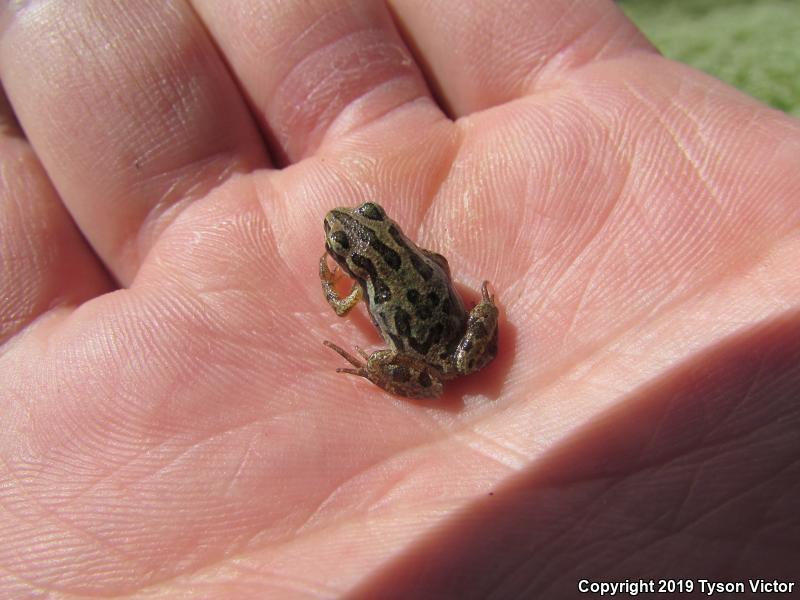 Boreal Chorus Frog (Pseudacris maculata)