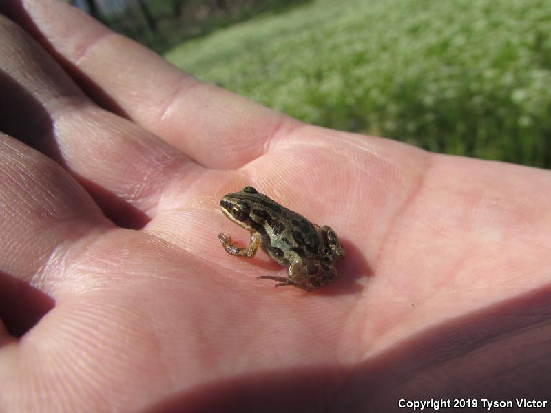 Boreal Chorus Frog (Pseudacris maculata)