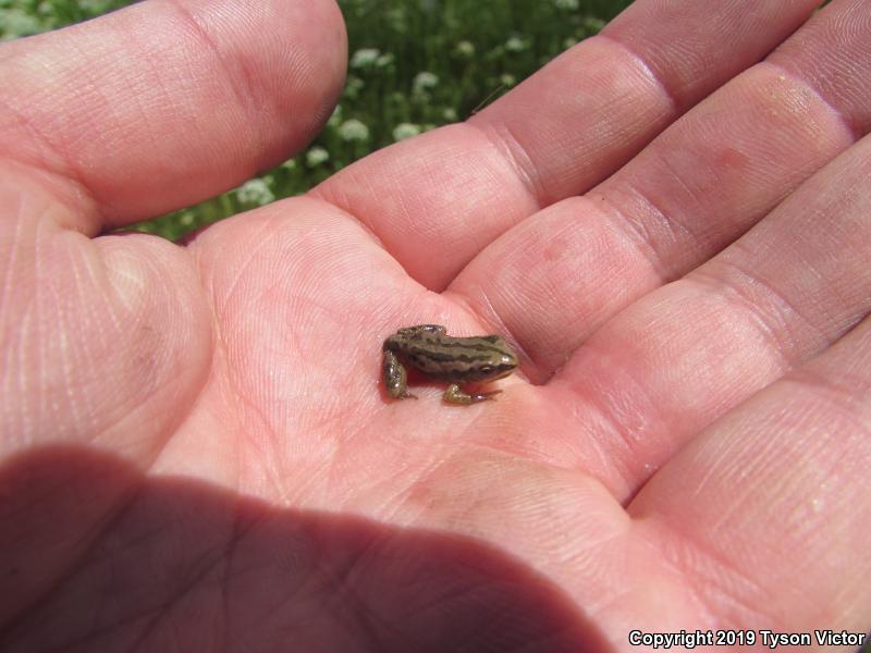 Boreal Chorus Frog (Pseudacris maculata)