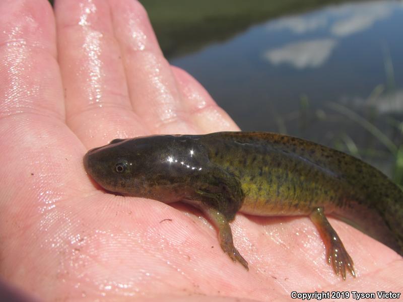 Arizona Tiger Salamander (Ambystoma mavortium nebulosum)