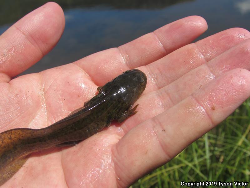 Arizona Tiger Salamander (Ambystoma mavortium nebulosum)